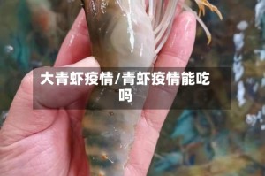 大青虾疫情/青虾疫情能吃吗