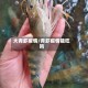 大青虾疫情/青虾疫情能吃吗