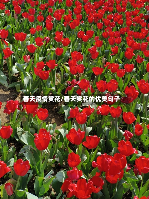 春天疫情赏花/春天赏花的优美句子-第2张图片