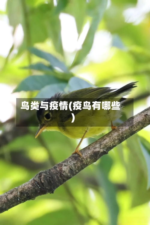 鸟类与疫情(疫鸟有哪些)-第1张图片