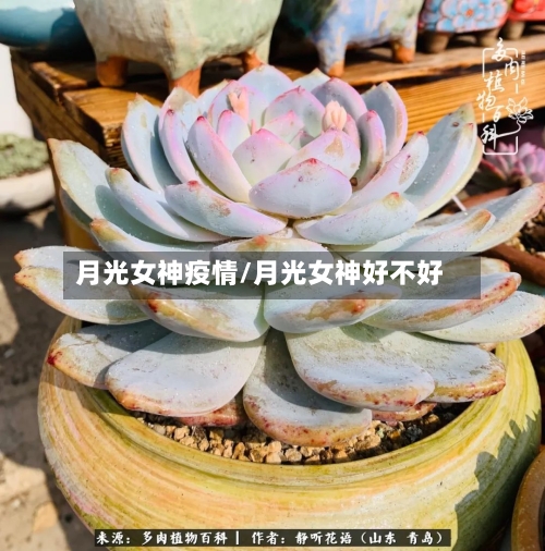 月光女神疫情/月光女神好不好-第2张图片