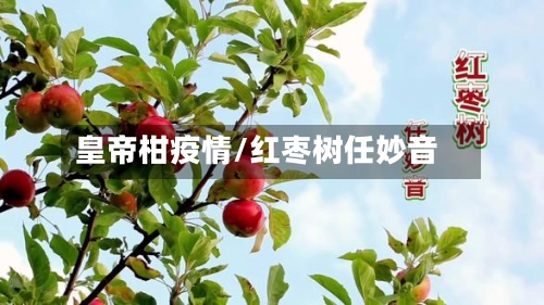 皇帝柑疫情/红枣树任妙音-第2张图片