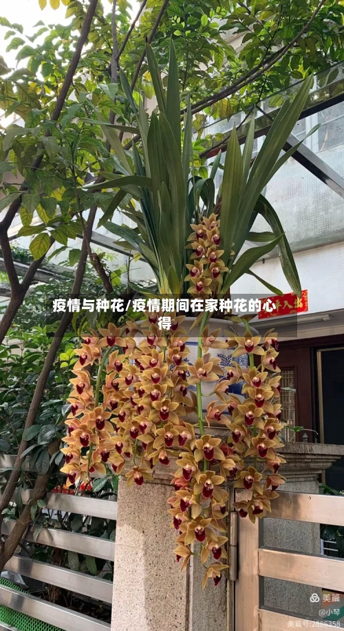 疫情与种花/疫情期间在家种花的心得-第2张图片